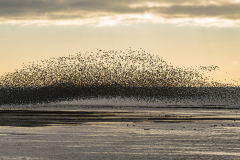 3rd-Andrew-Fox-Snettisham-Evening