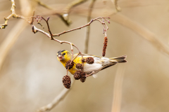 Andy-Fox-Siskin-On-Common-Alder