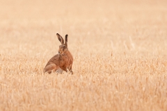 3rd:Brown Hare - Andy Fox
