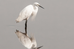 HC-Reflecting-Little-Egret-Andy-Fox-1