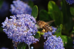 Honey for my honey