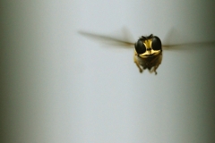 Hoverfly