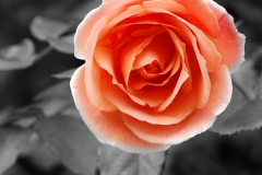Just a rose