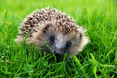 Miss Prickles