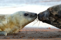 Mum and Pup