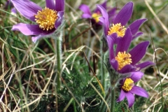 Pasque flowers