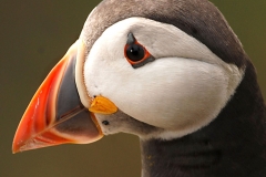 Puffin