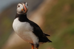 Skomer Puffin