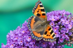 Tortoiseshell