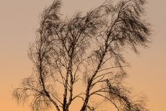 Angela Swaying in the Breeze - JB (1)