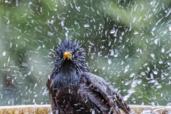 Bathing-starling-Bob-Coote