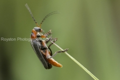 Cantharis Rustica