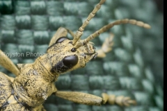 _MG_7607 Rhagium Mordax