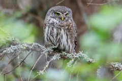 Pigmy-Owl-Bob-Coote