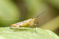 Scorpian Fly
