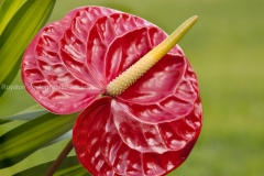flower 1