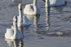 hooper swans
