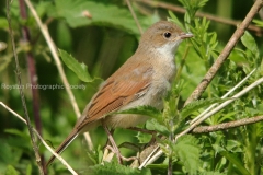 juvenile white throat best