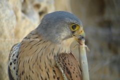 kestral and lizzard