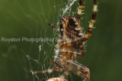 spider and ladybird