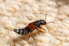 staphylinus caesareus