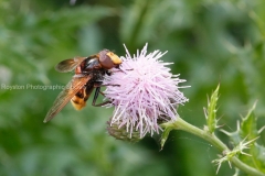 volucella zonaria