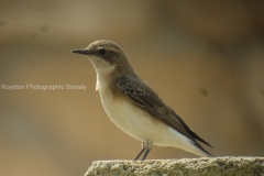 wheatear