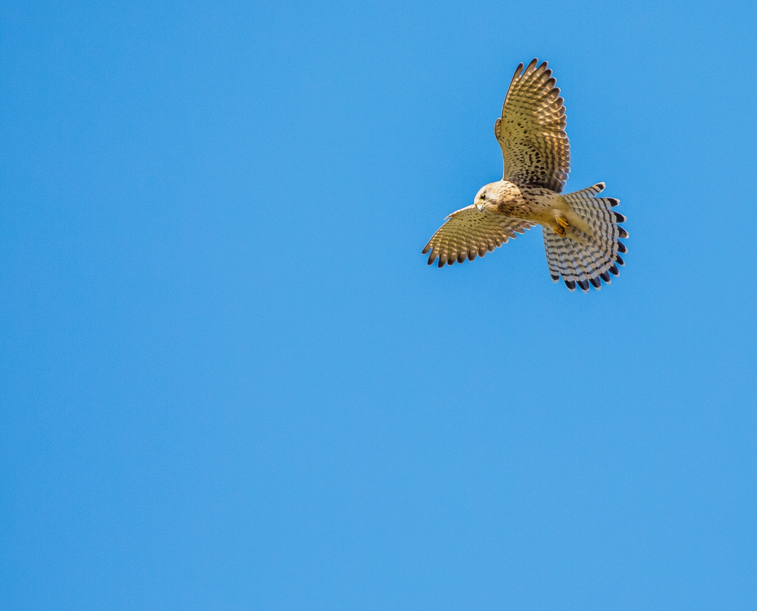 1st-Kestrel-Looking-T.-Somervell