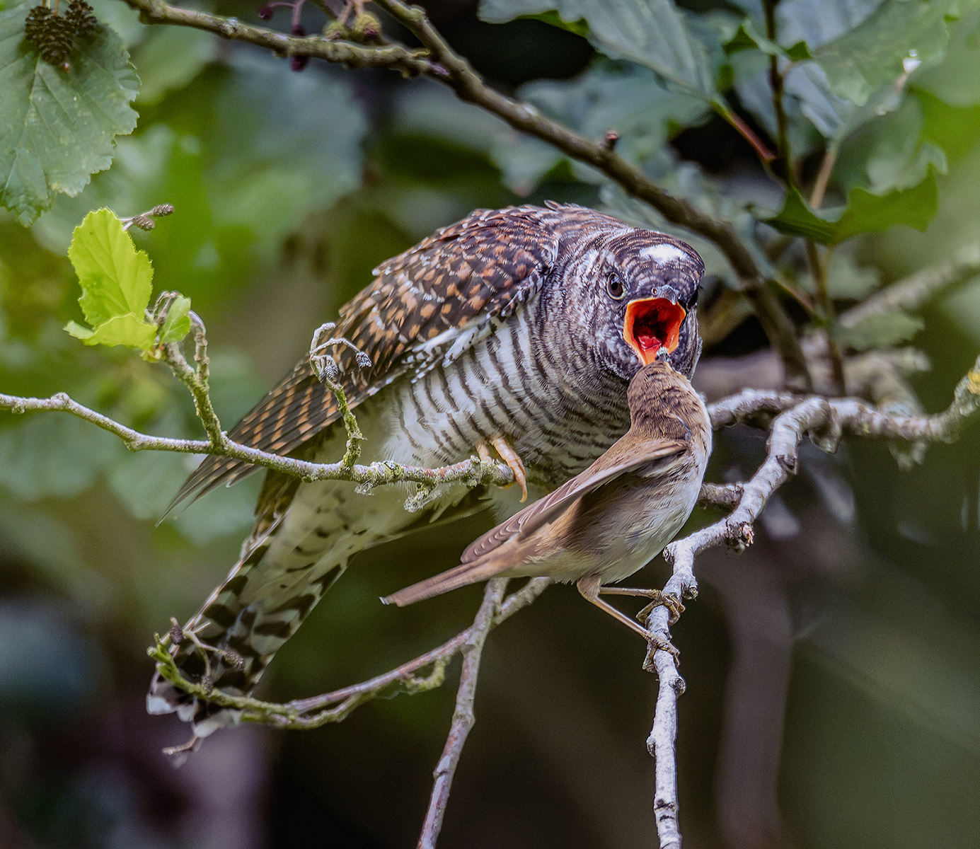 1st-Nature-Andrew-Fox-Cockoo-and-a-Read-Walbler