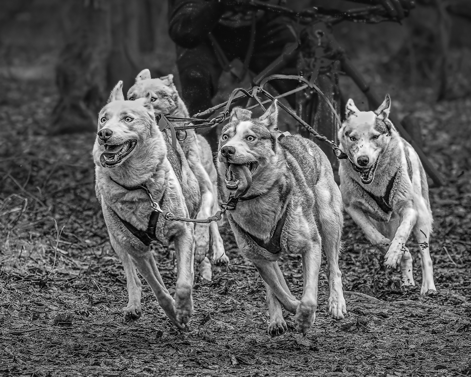 1st-Phil-Gravett-Siberian-Husky-Racing