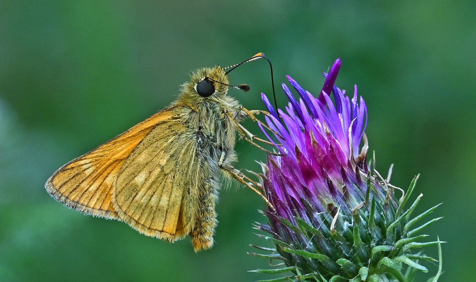 2nd-Large-Skipper-on-Thistle-M.Johnson