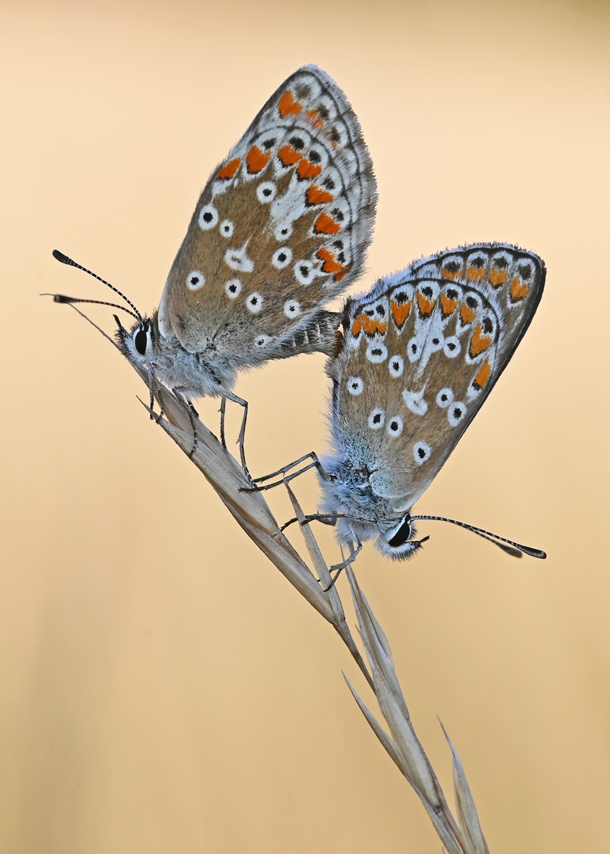 2nd - Martin Johnson - Mating Brown Argus Butterflies