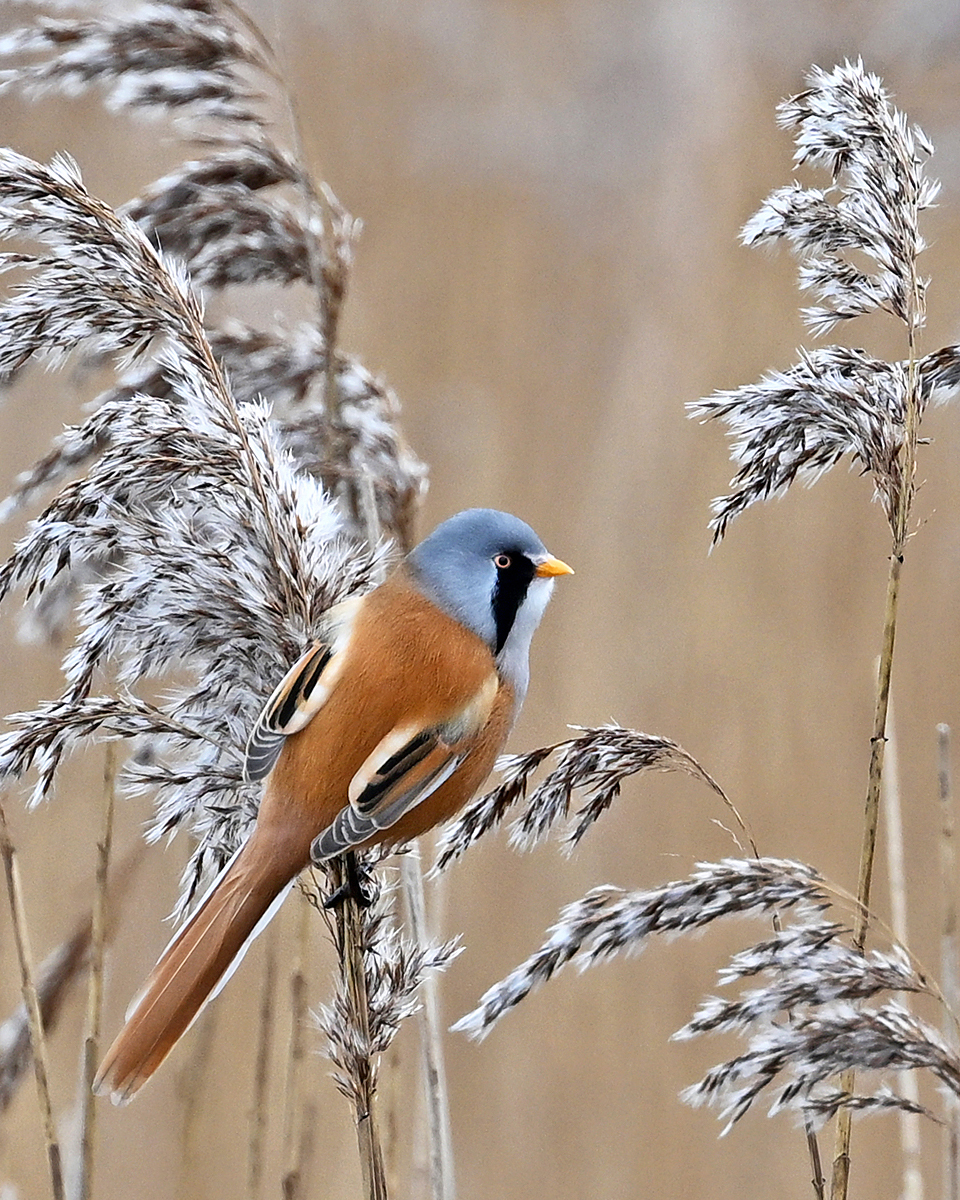 Male Bearded Tit on Reed Stem