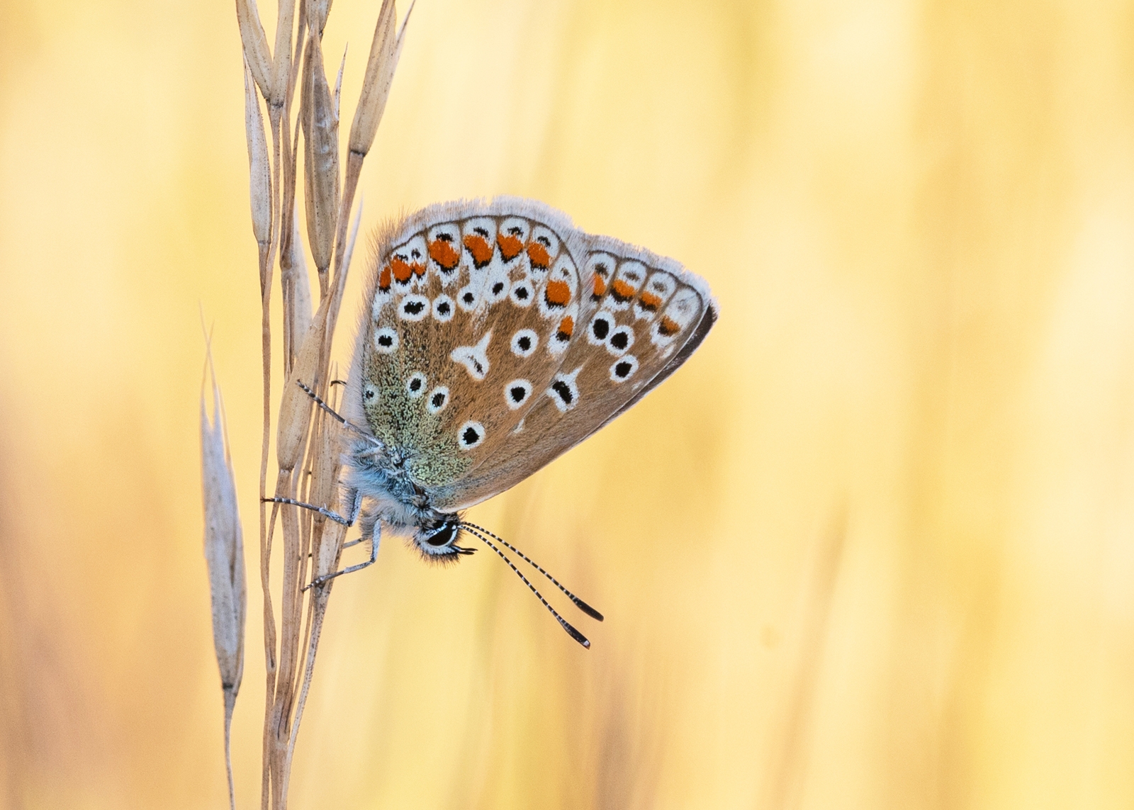 2nd: Female Common Blue Butterfly - Martin Johnson