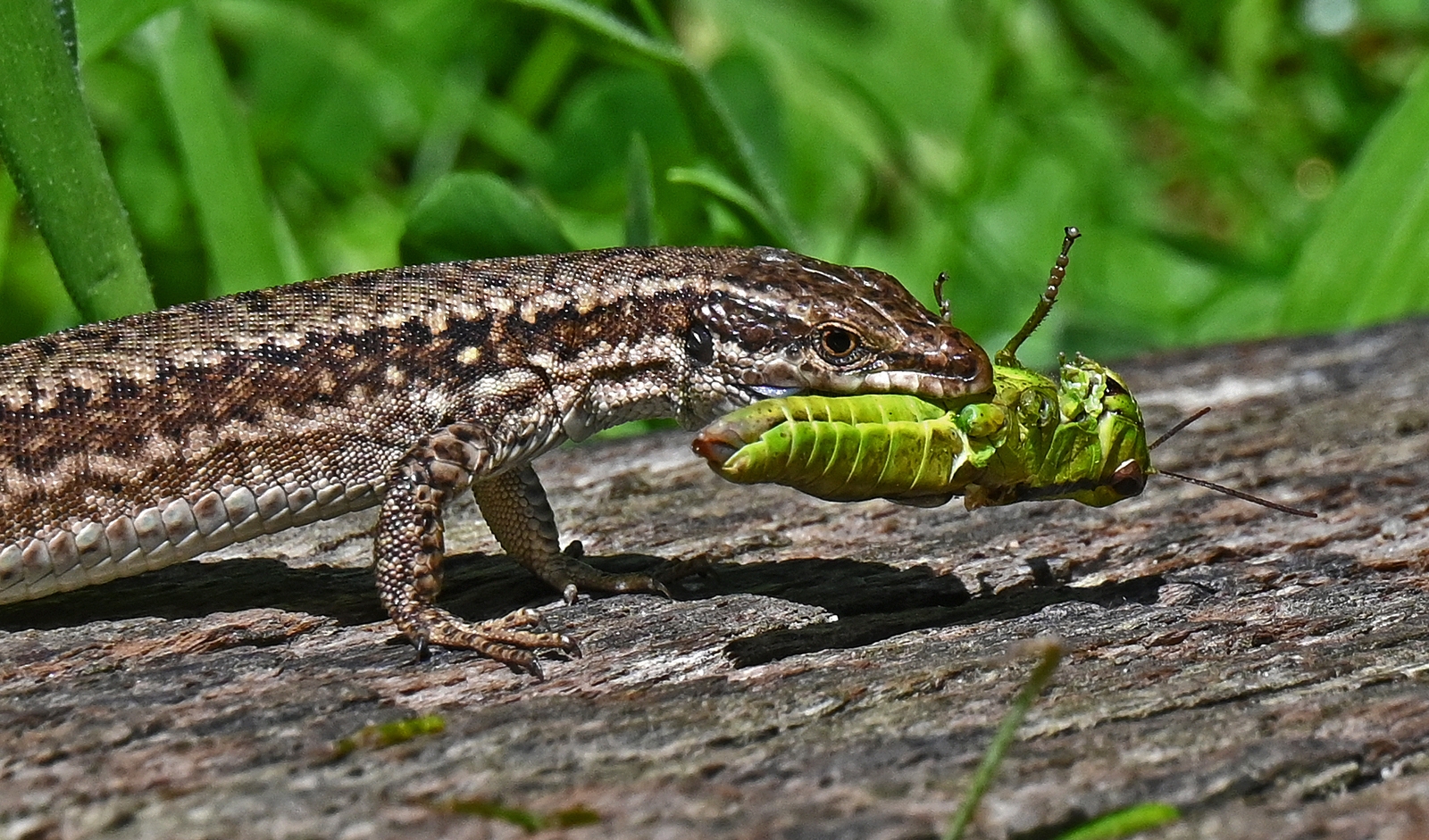 5.-Martin-Johnson-Common-Lizard-with-Grasshopeper