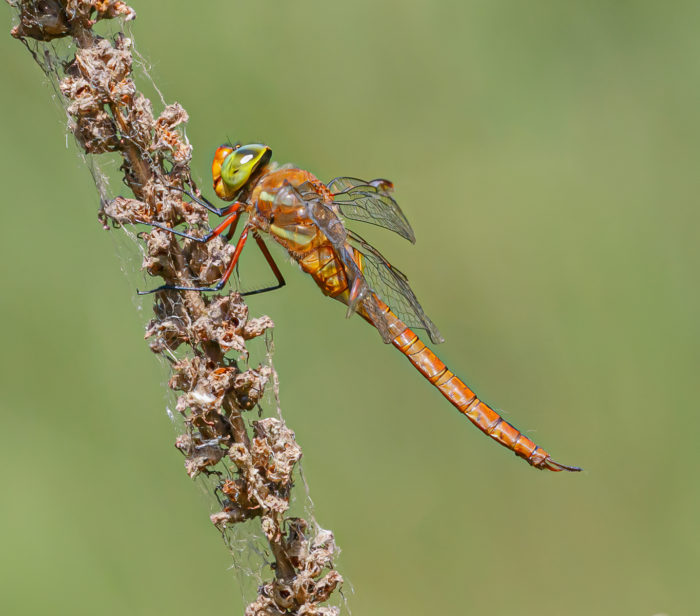 Bob-Coote-Green-Eyed-Dragonfly