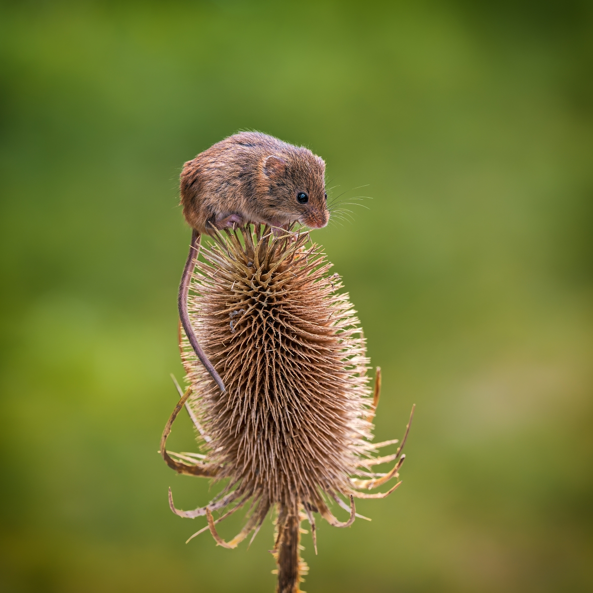 Commended-Ken-Lamb-Field-Mouse