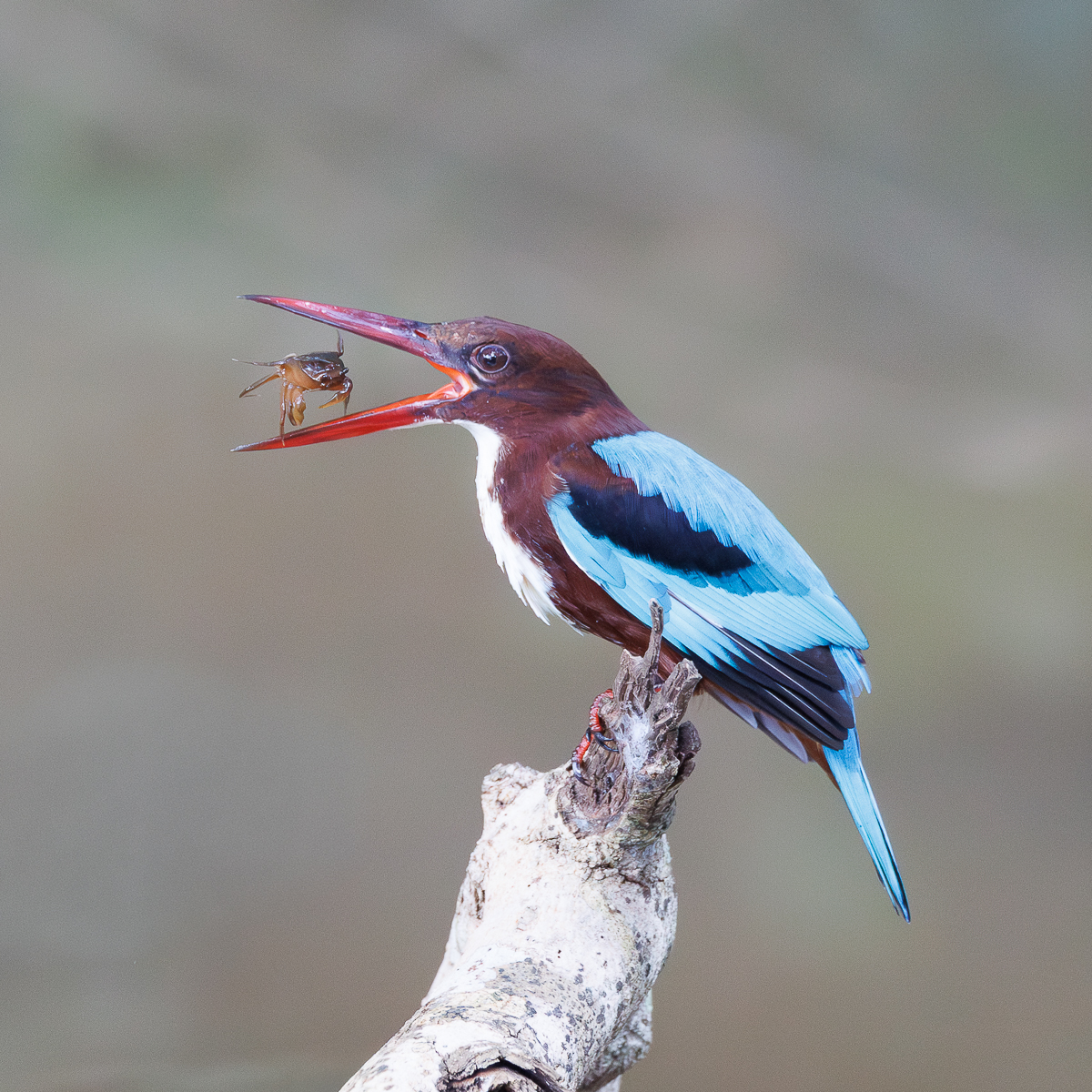 HC-Phil-Gravett-White-Throated-Kingfisher-wiht-Crab-Catch-