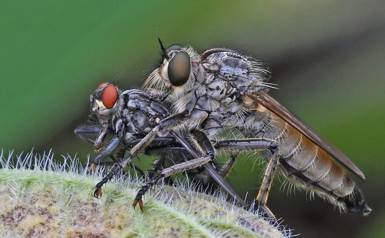 Kite-tailed Robber Fly with Prey