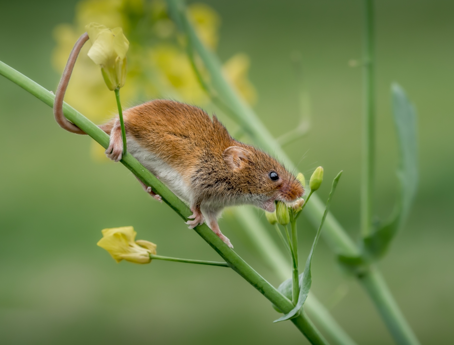 3rd: Harvest Mouse - David Walters