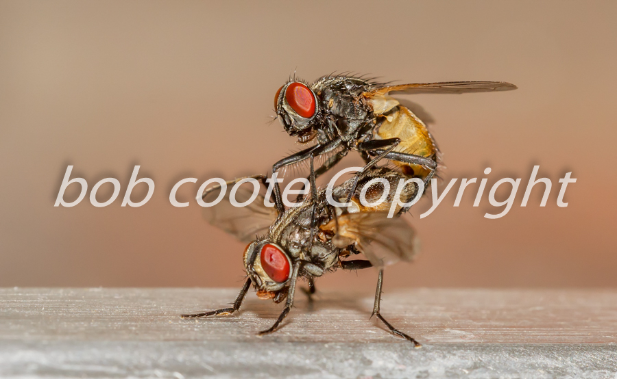 House-flies-mating - Bob Coote
