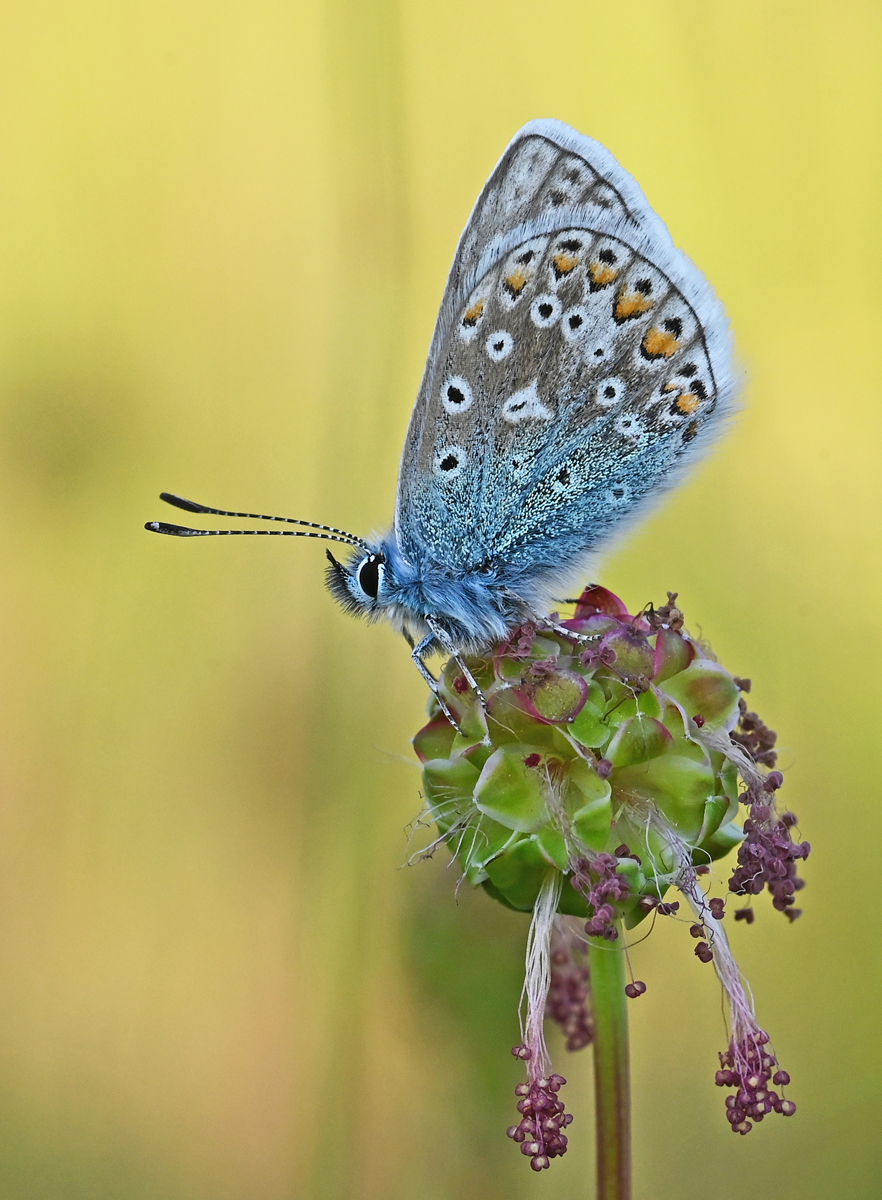 Male Common Blue Butterfly on Seed Head