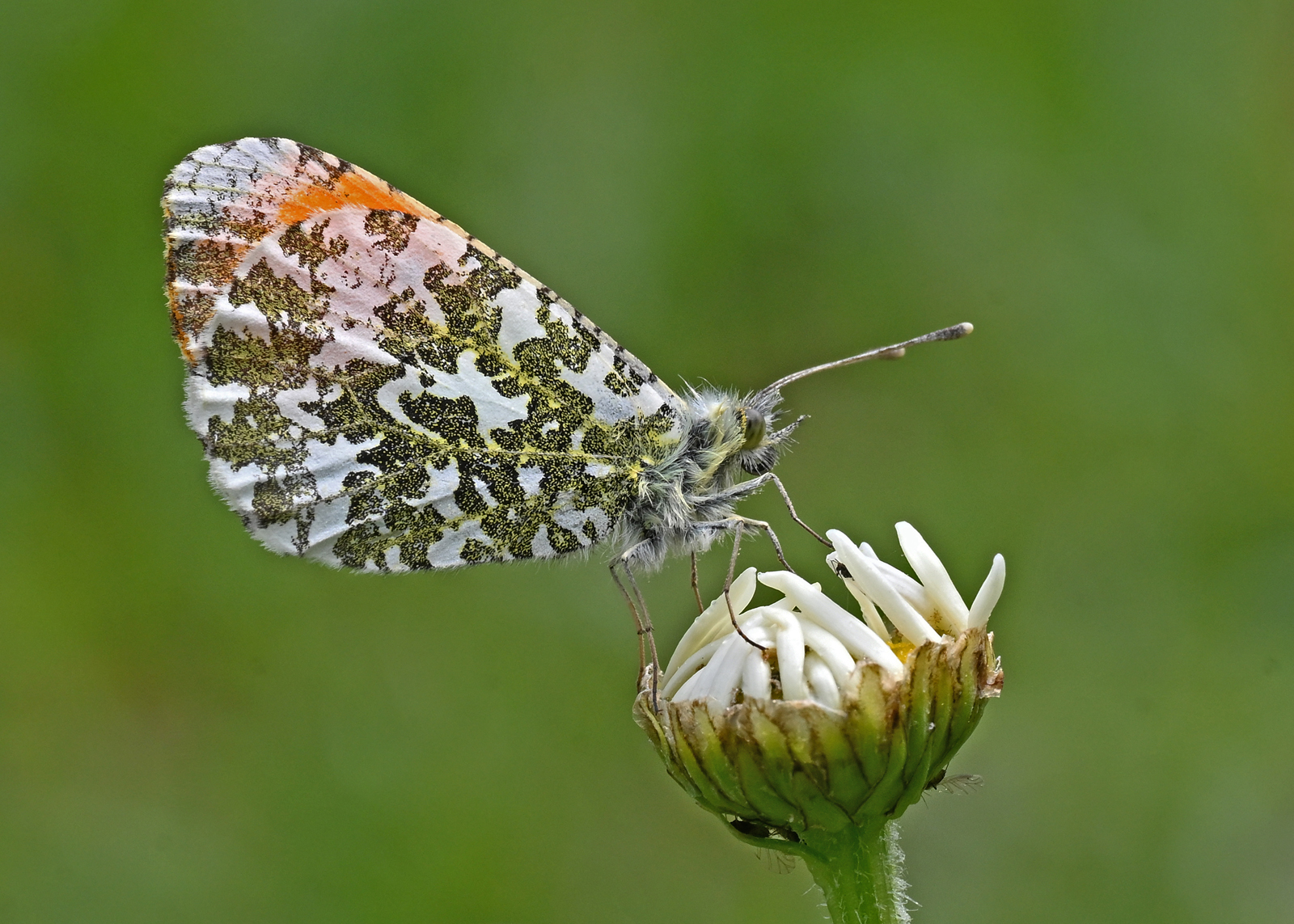 Martin Johnson - Male Orange Tip Butterfly