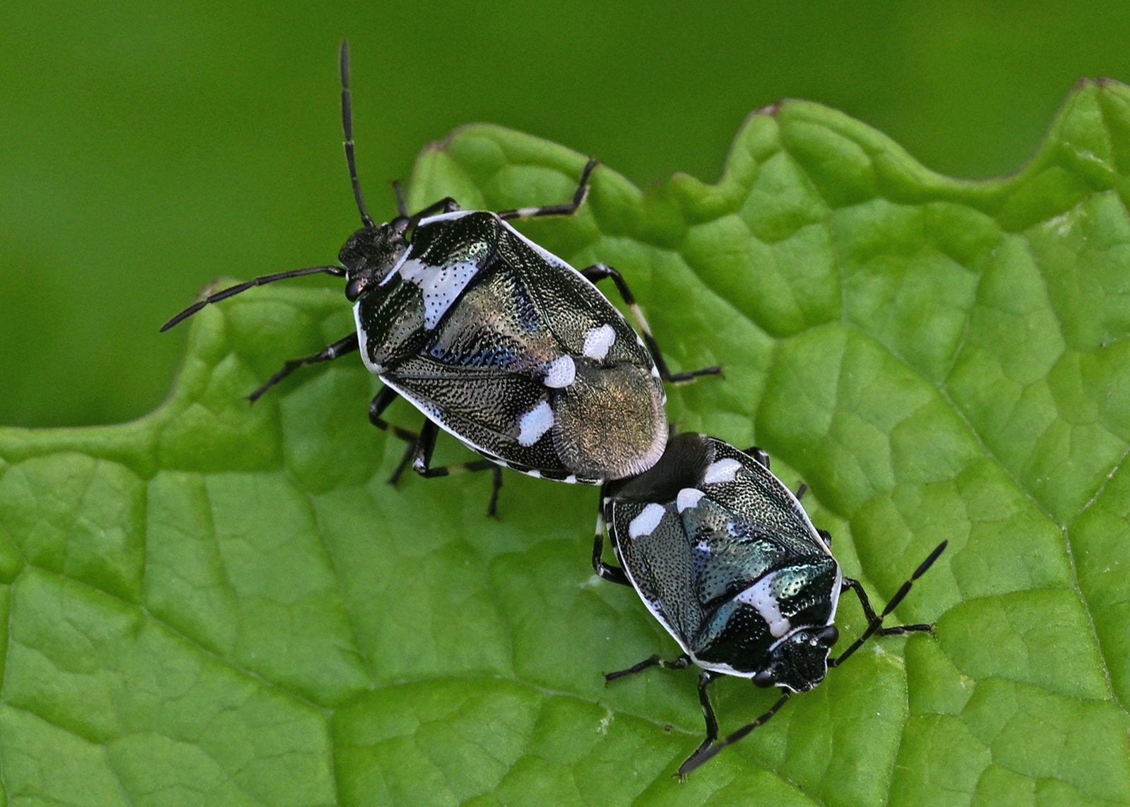 2nd - Mating Crucifer Shield Bugs