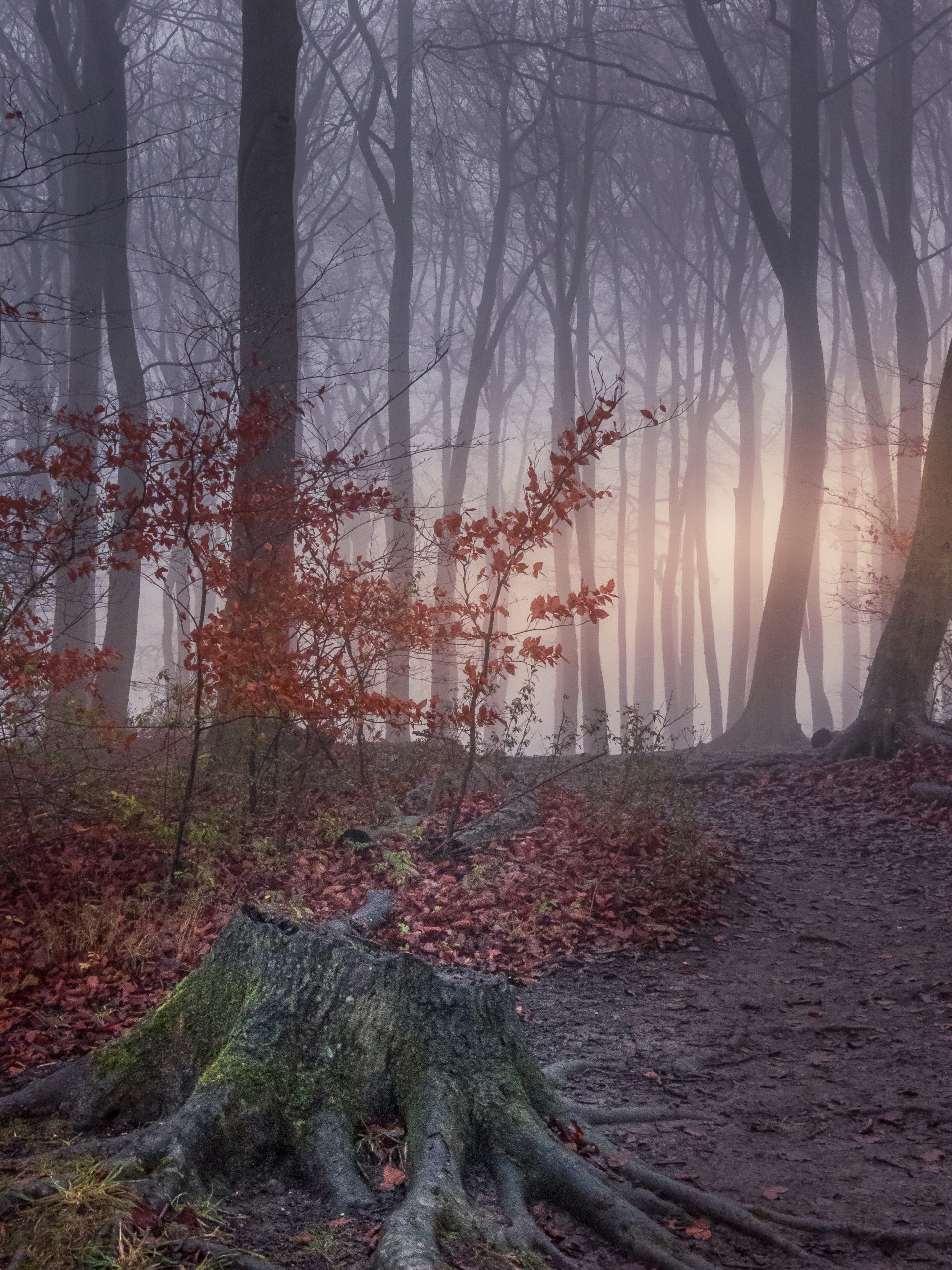 HC: Mist in the Wood - Jitka Bryn