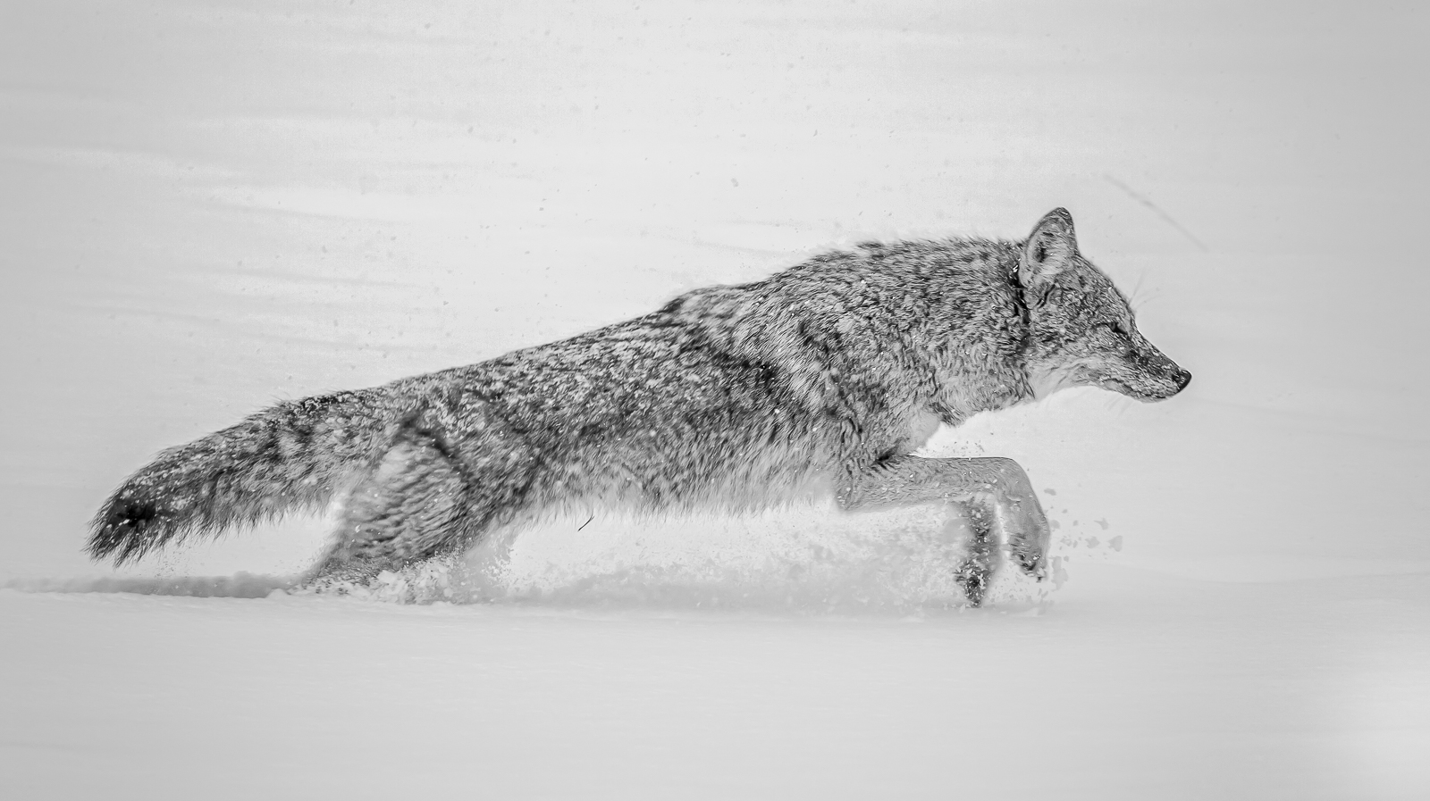 Running  Coyote by Bob Coote