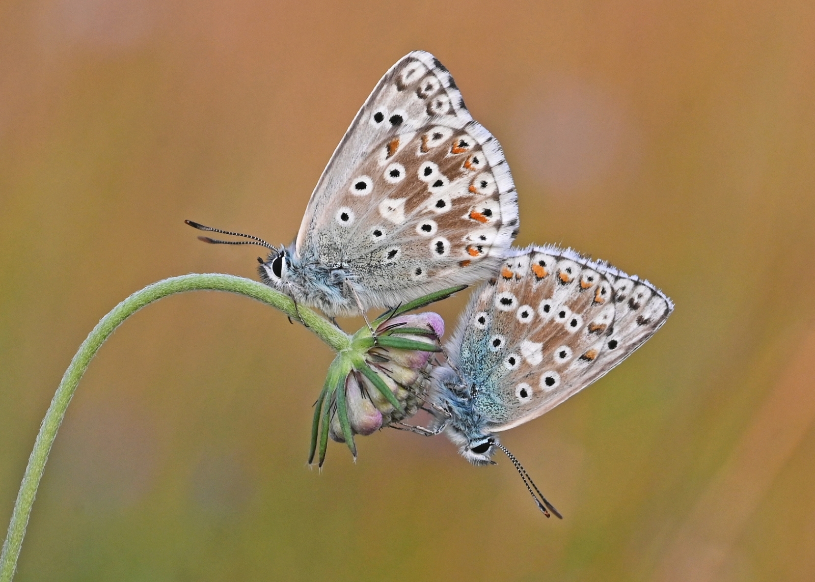 Second: Martin Johnson - Two Male Chalkhill Blue Butterflies