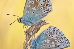 Open 2021 - Highly Commended