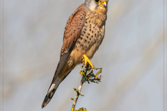 1st-Andy-Fox-Kestler