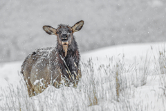 1st: Elk - Bob Coote